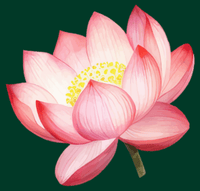 fleur l'Espace des Essences